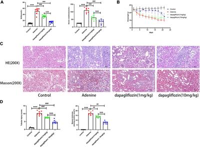 Dapagliflozin alleviates renal fibrosis in a mouse model of adenine-induced renal injury by inhibiting TGF-β1/MAPK mediated mitochondrial damage